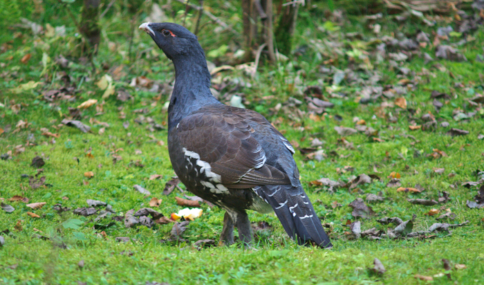 Capercaillie seriyasidan Viktoriya pornosi