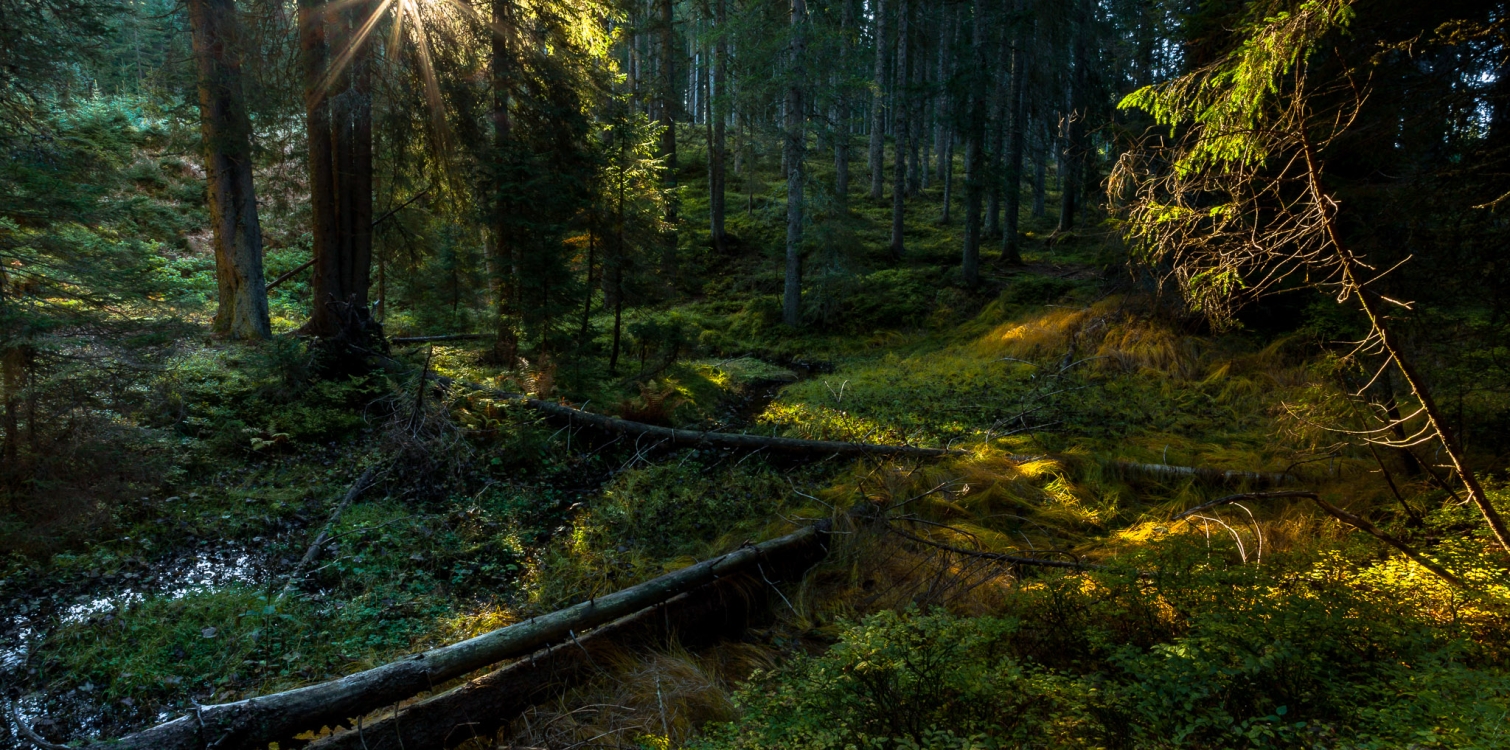 Kaj je Natura 2000?