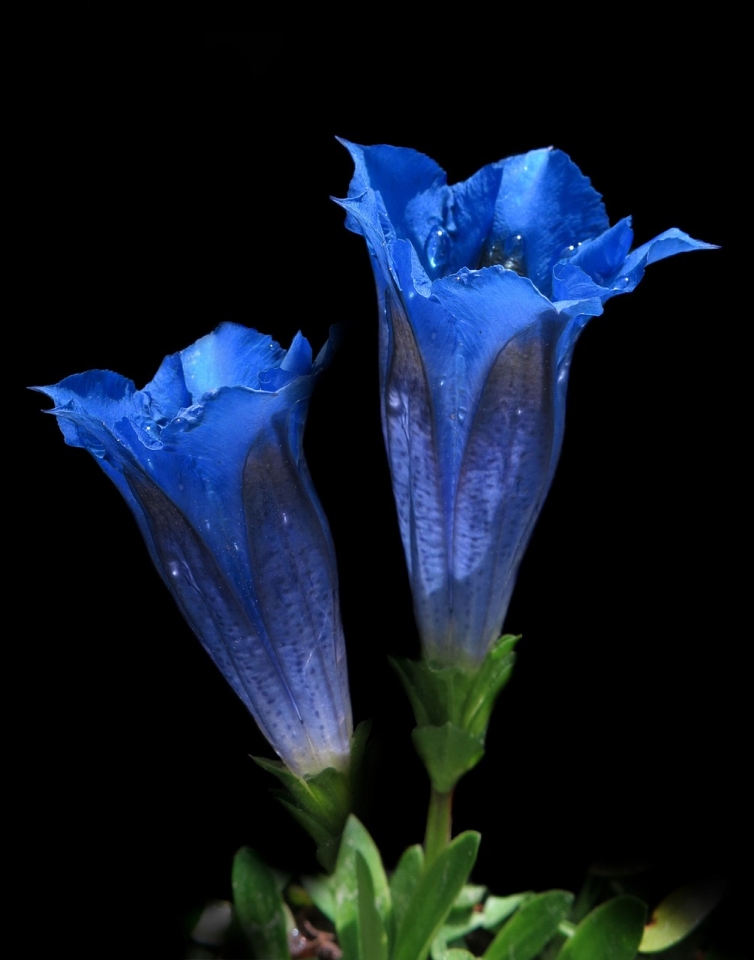 Decorative element