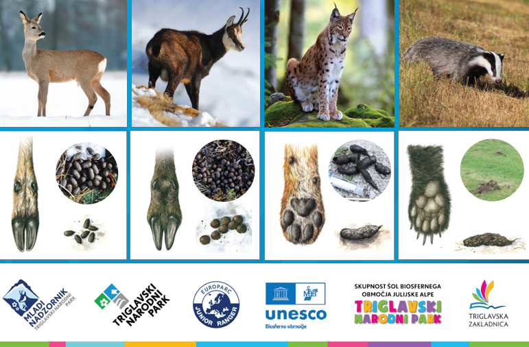 In the photograph above, there are four animals: a roe deer, a chamois, a lynx, and a badger. Just below them are images of their hooves or paws, as well as their droppings.