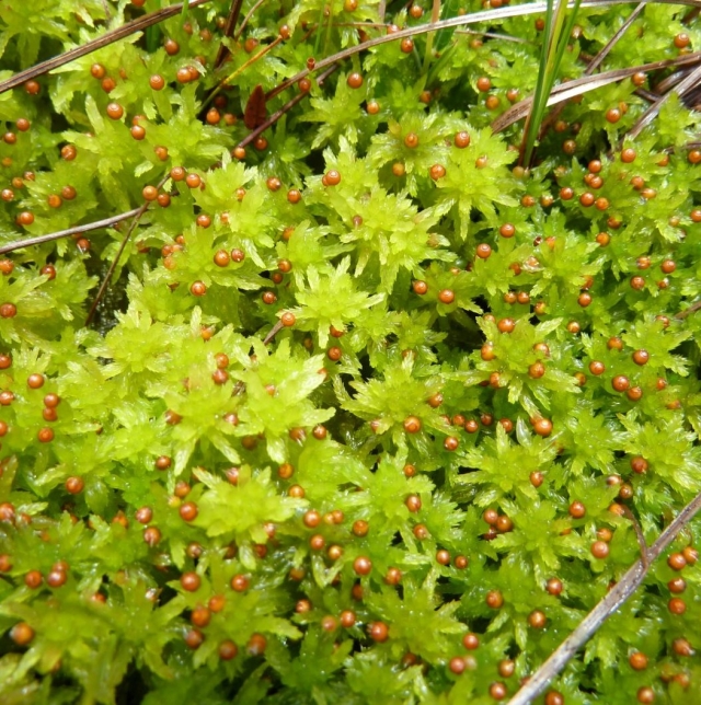 Na fotografiji so mahovi, natančneje **šotni mahovi** iz rodu *Sphagnum*. --- ### Opis mahu Slika je posneta od blizu in prikazuje gosto prepleteno, svetlo zeleno preprogo mahu. Na vrhu rastlin so vidne majhne, okrogle, rdečkasto-rjave strukture, ki so