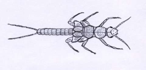 Dekorativni element