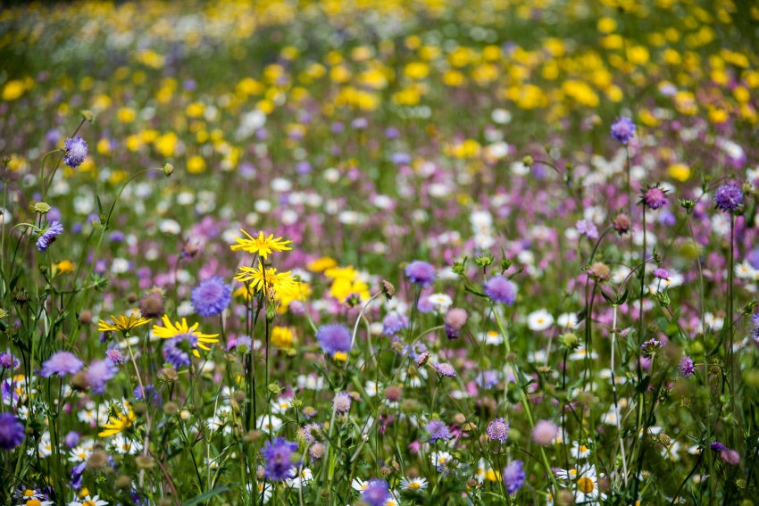 How did they used to manage the botanical diversity of the Triglav National Park?