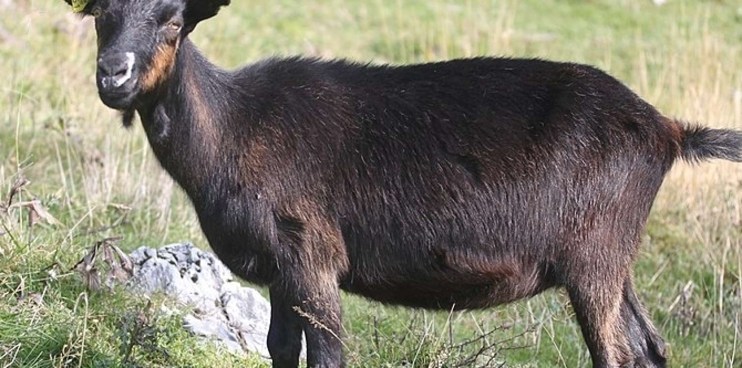 Drežniška goat