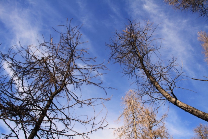 Fotografija prikazuje macesne brez iglic in modro nebo.