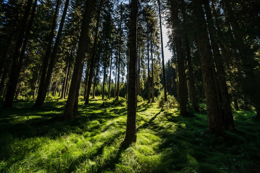 Ob letošnjem mednarodnem dnevu gozdov opozarjamo na mirna območja