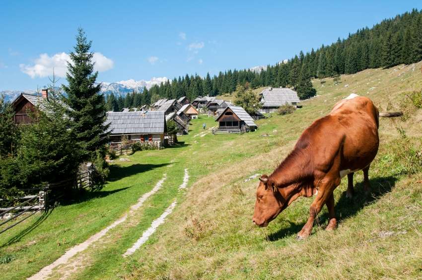 Razpis za pomoč za ohranjanje in razvoj kmetijstva in podeželja