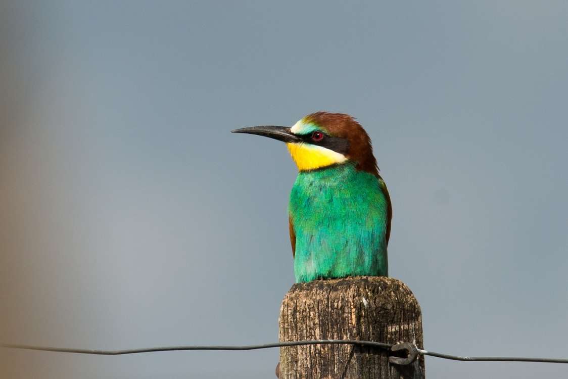 European bee-eater