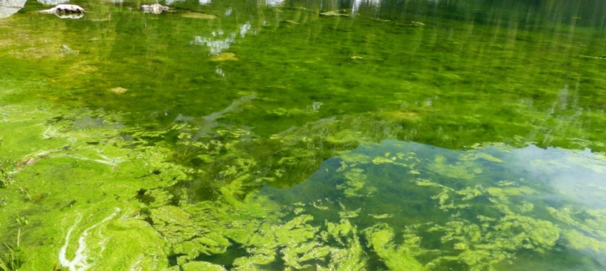 Zelene preproge na gladini in obrežju Dvojnega jezera