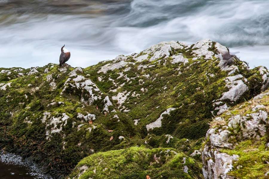 White-throated dipper