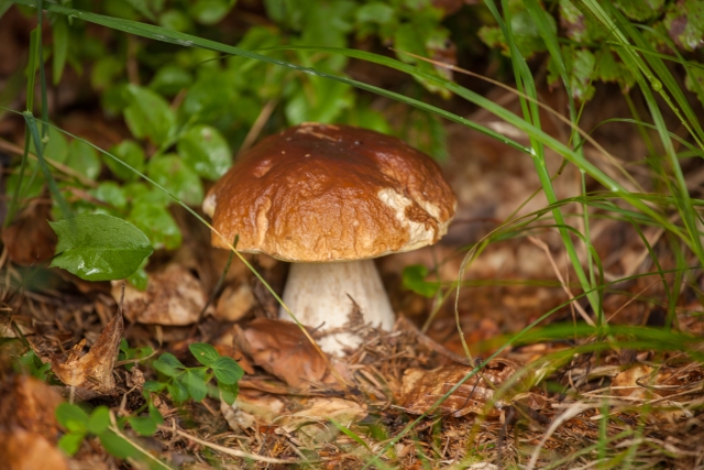 Na fotografiji je jurček, ki ima že malo pogriženo kapo, Raste med manjšim grmovjem in travnatimi bilkami. Podlaga je polna odpadlega jesenskega listja.