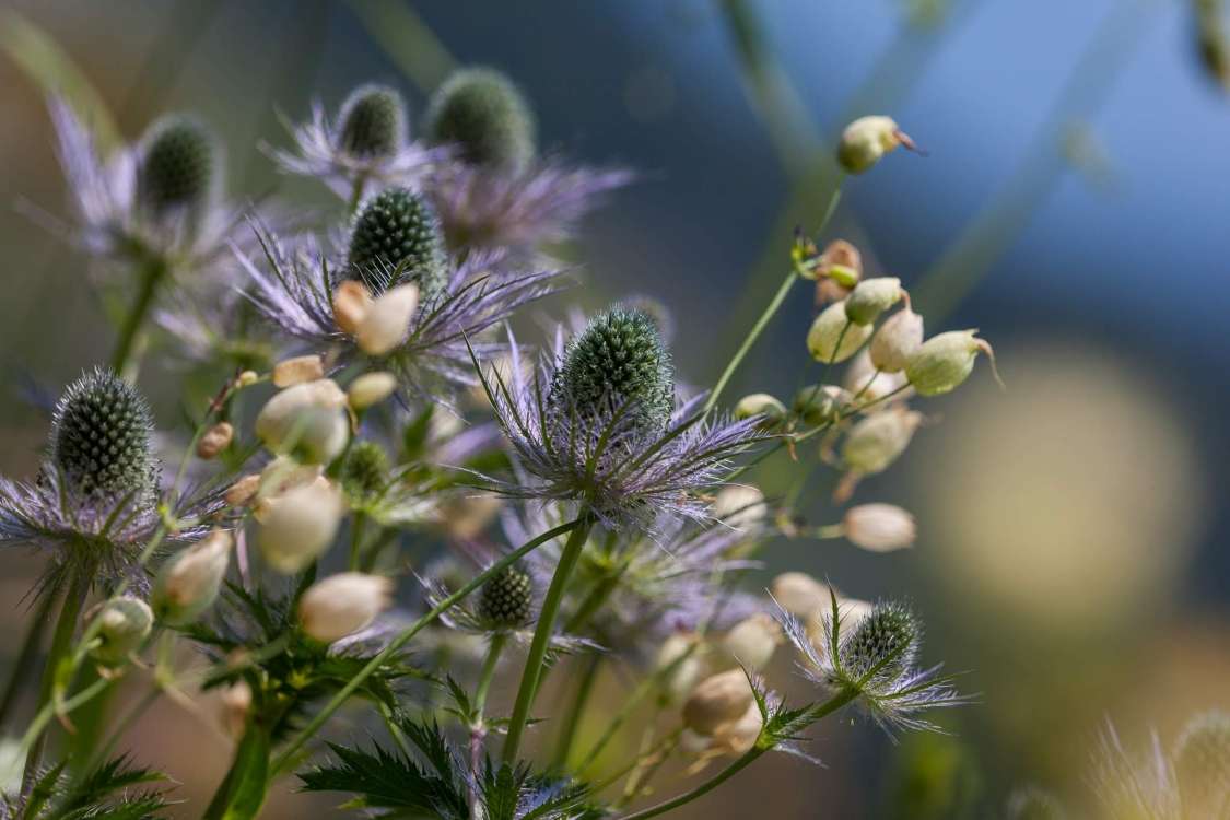Alpine sea holly