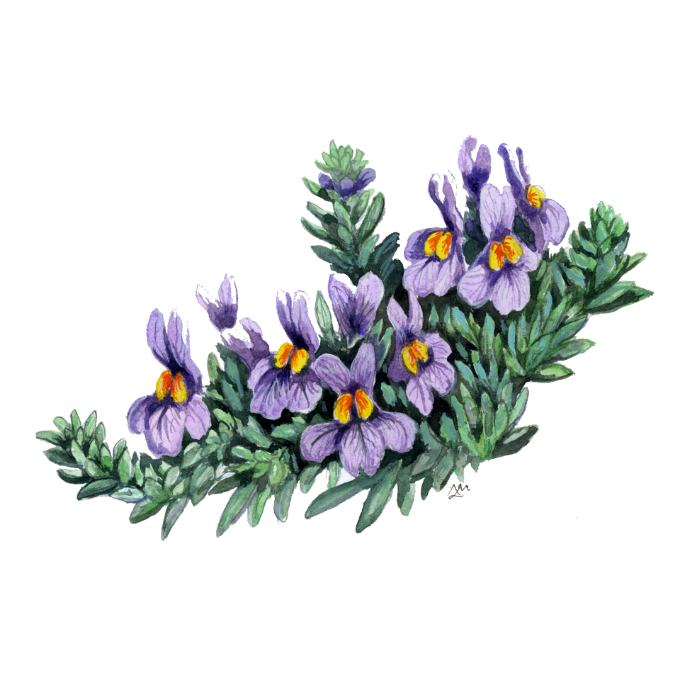 Decorative element