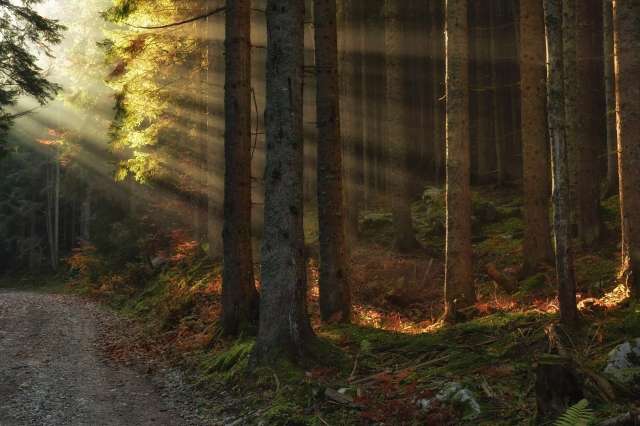 Fotografija prikazuje prizor iz gozda, kjer se sončni žarki prebijajo skozi visoka drevesa. Levo od dreves vodi makadamska pot, ob kateri rastejo praproti. 