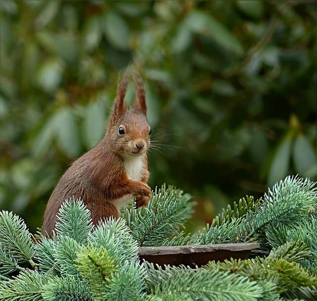 Red squirrel