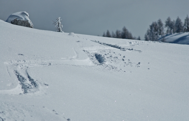 Na fotografiji so sledi smučarja na zasneženem hribu . V ozadju se vidi smrekov gozd.
