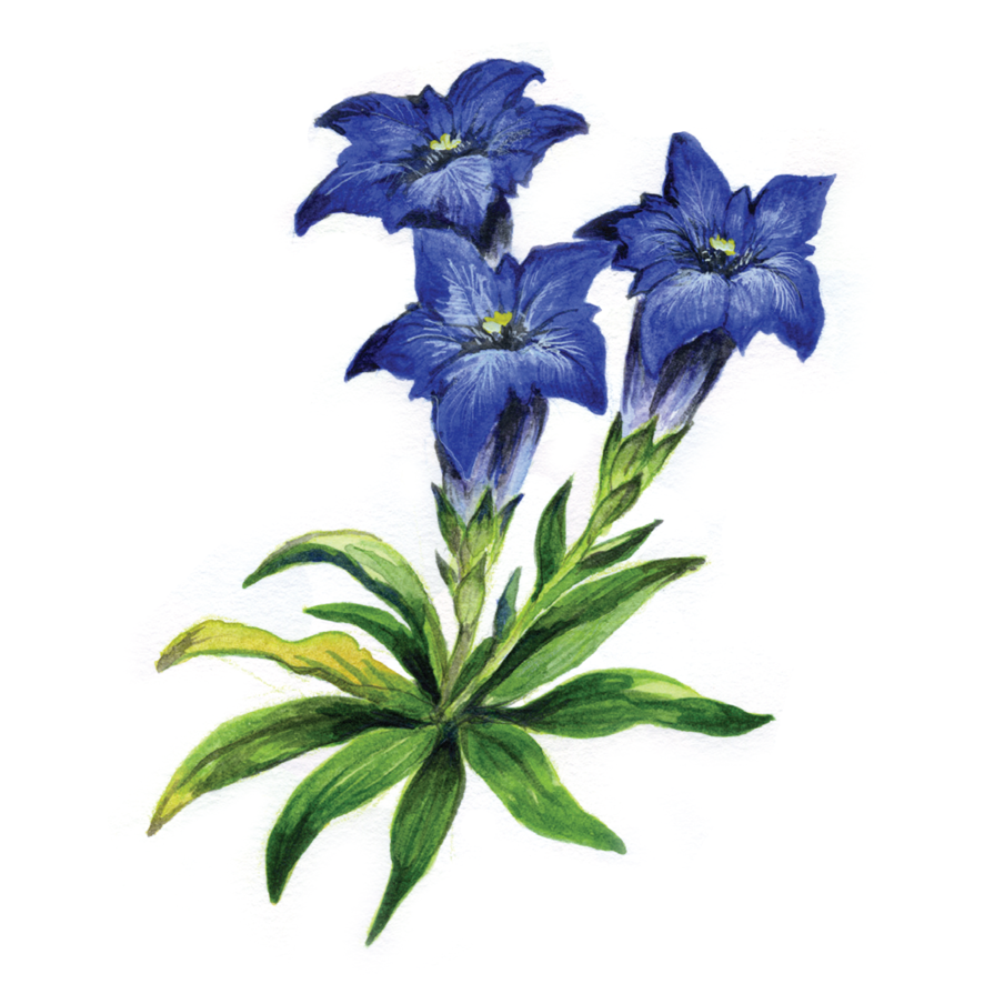Decorative element