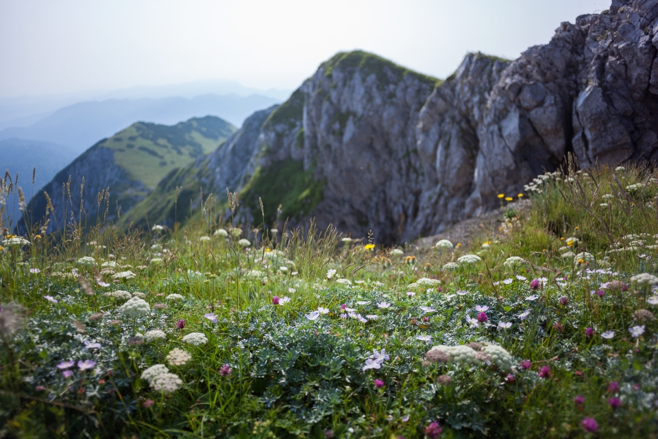 In the foreground of the photo is a lush, flowery mountain meadow. The dominant flowers are small white blossoms, some with pink hues, reminiscent of wild yarrow or similar plants. Tall grass stalks grow among the flowers. In the background, out of focus,