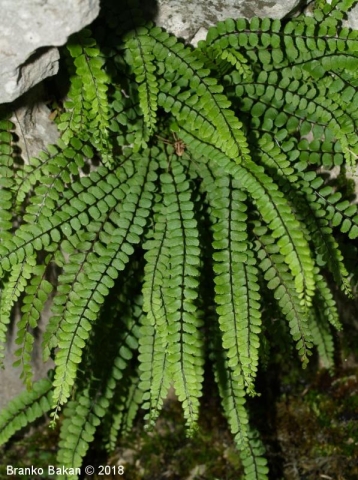Decorative element