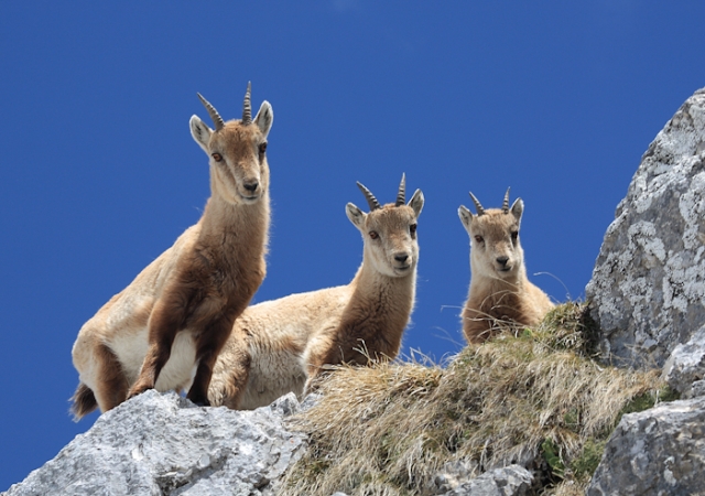 Na fotografiji so trije mladi kozorogi, ki gledajo navzdol, direktno proti kameri. Stojijo ma skali, ki jo ponekod porašča trava. V ozadju je jasno modro nebo