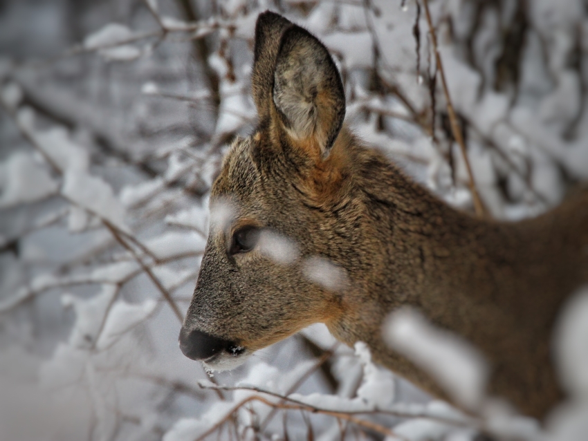 Pomagajmo naravi, da si pozimi lahko dobro odpočije