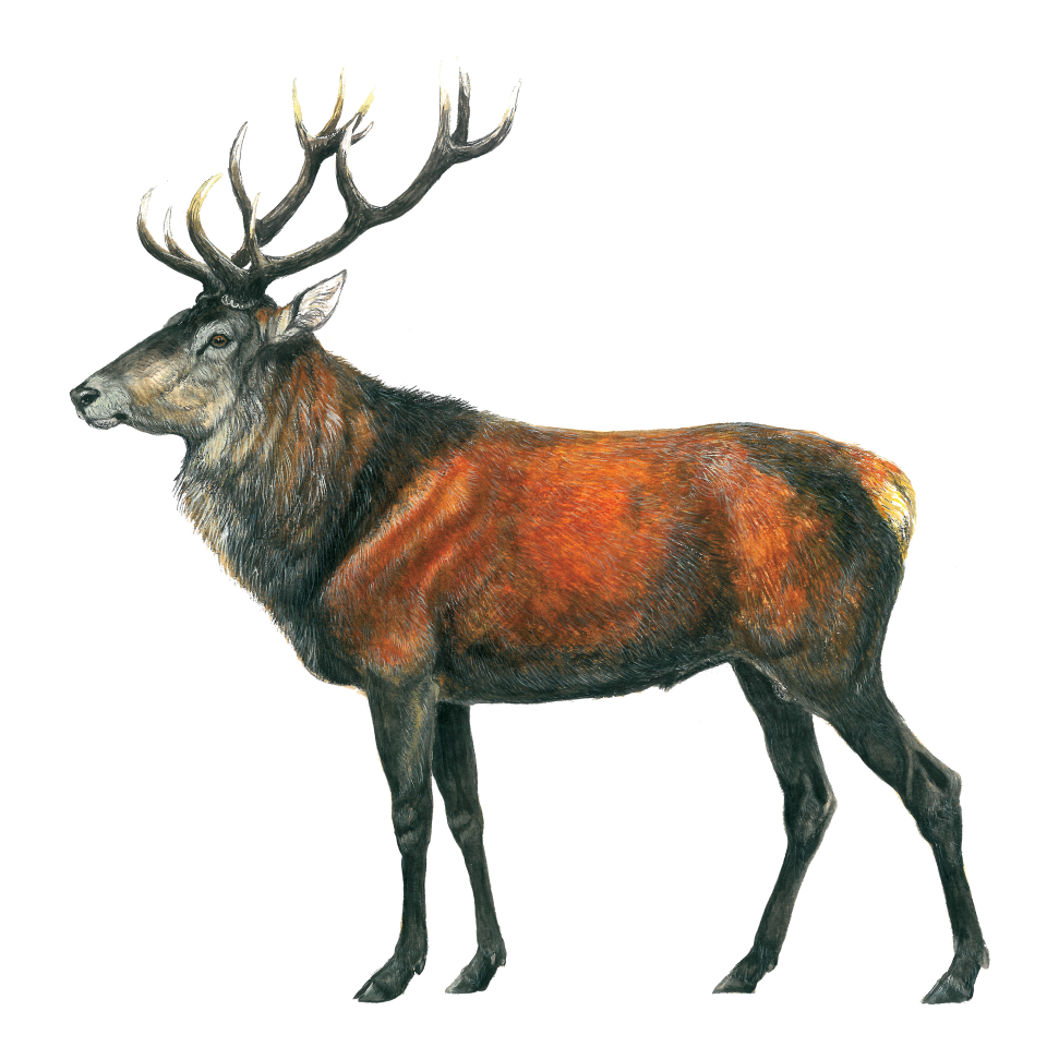 Decorative element