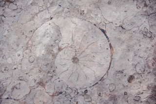 Na fotografiji je fosil amonita, ki je vtisnjen v sivo kamnino. Fosil ima spiralno obliko, podobno polžu ali oviti kači. Na površini so vidne fine črte, ki se širijo od središča navzven. Okoli fosila je kamnina razpokana, kar kaže na to, da je zelo stara.