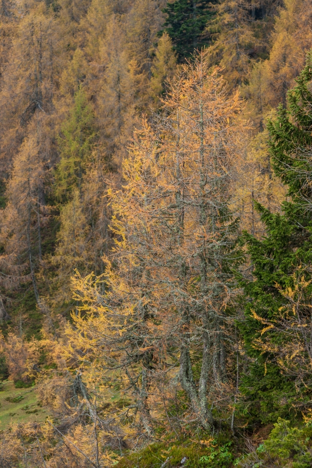 Na fotografiji je gozd v jesenskih barvah, ki porašča hrib
