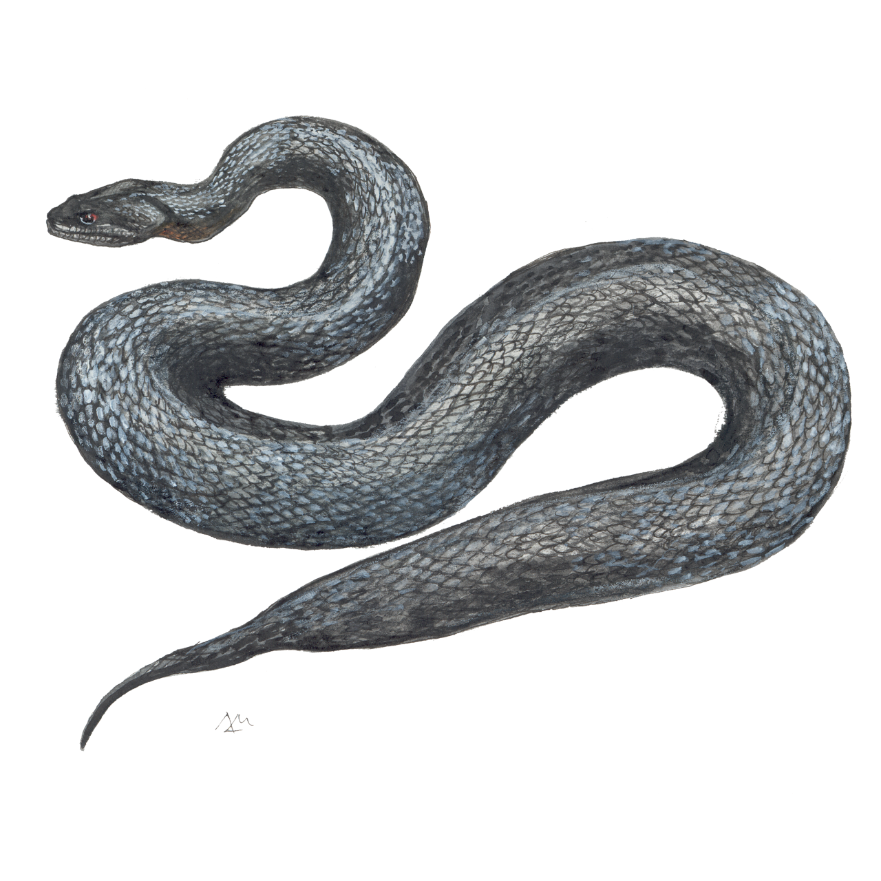 Dekorativni element