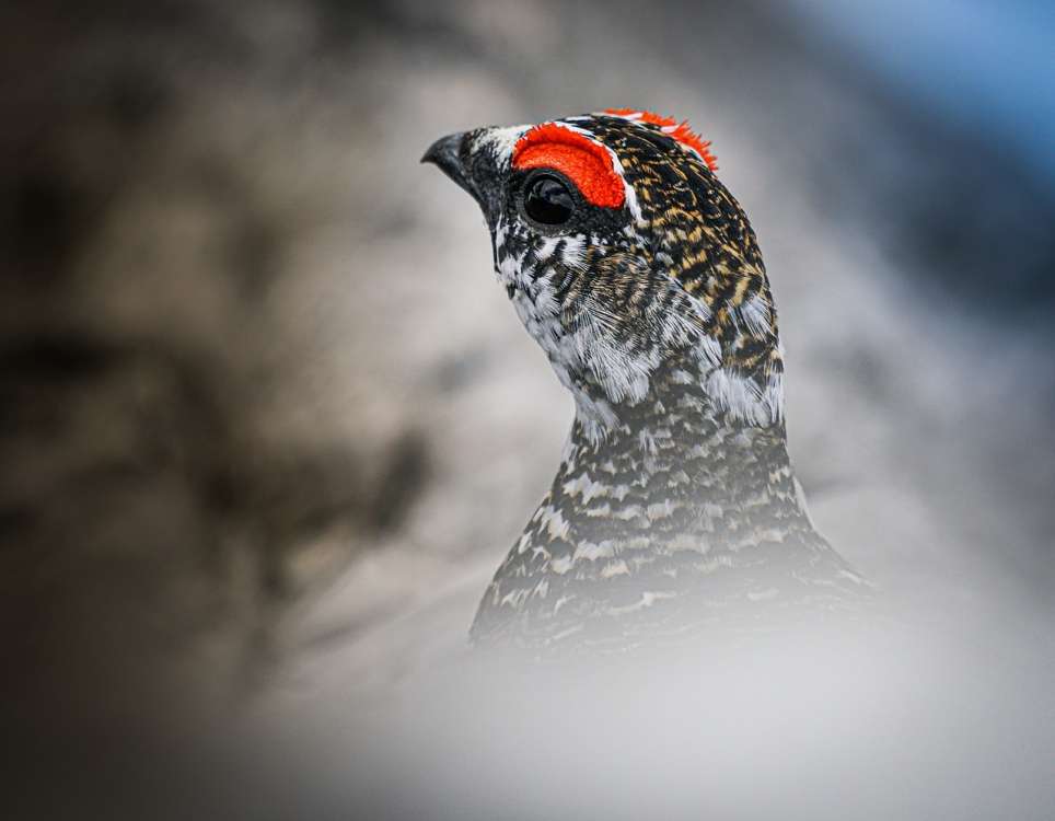 Rock ptarmigan