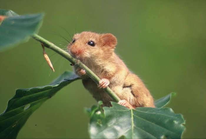 Edible dormouse
