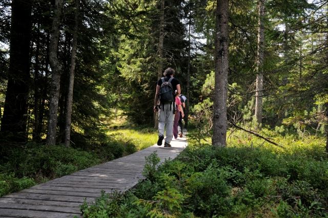 In the photo, there is a wooden path winding through a spruce forest. The ground is covered with a lot of undergrowth.