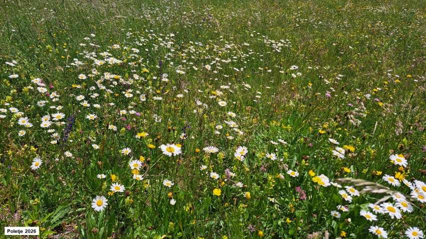 Uspešna ponovna ozelenitev površine na planini Uskovnica
