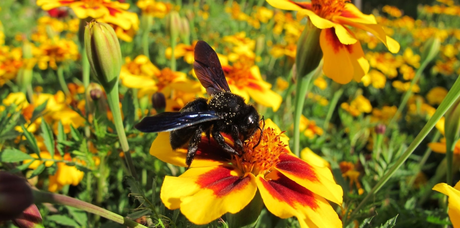 Čebele samotarke - ali jih poznate?