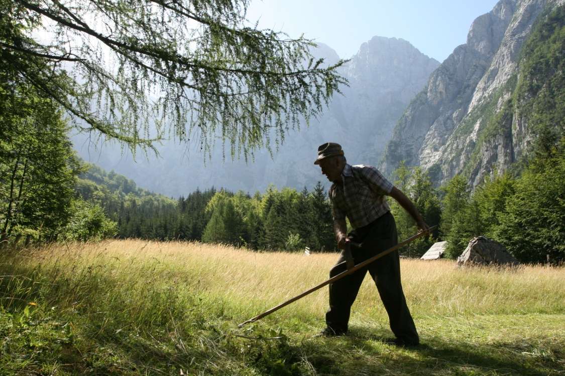 Mowing and hay harvesting in the past