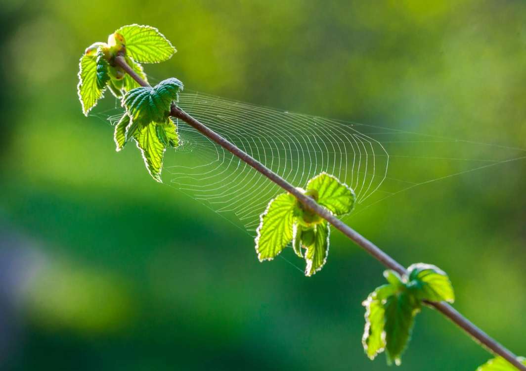 Common hazel