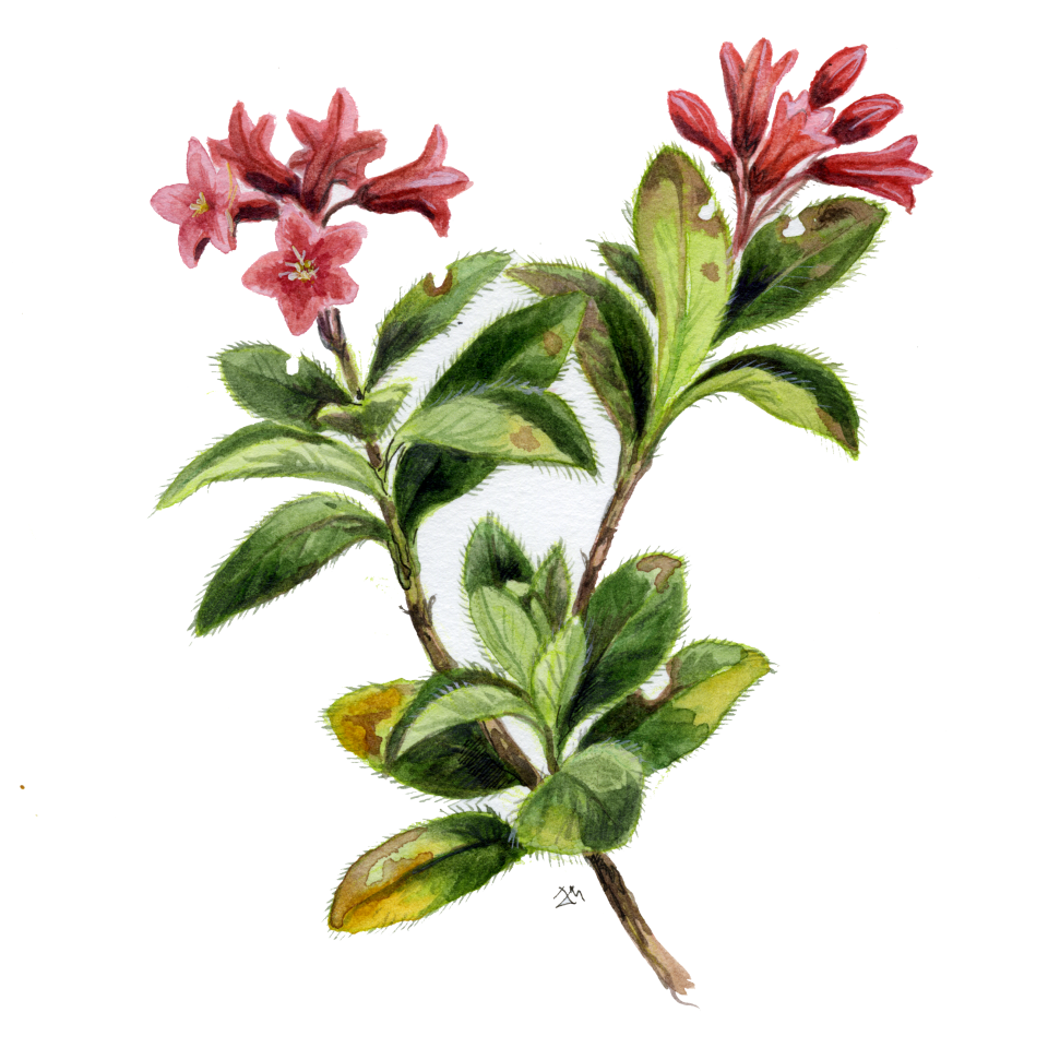 Decorative element