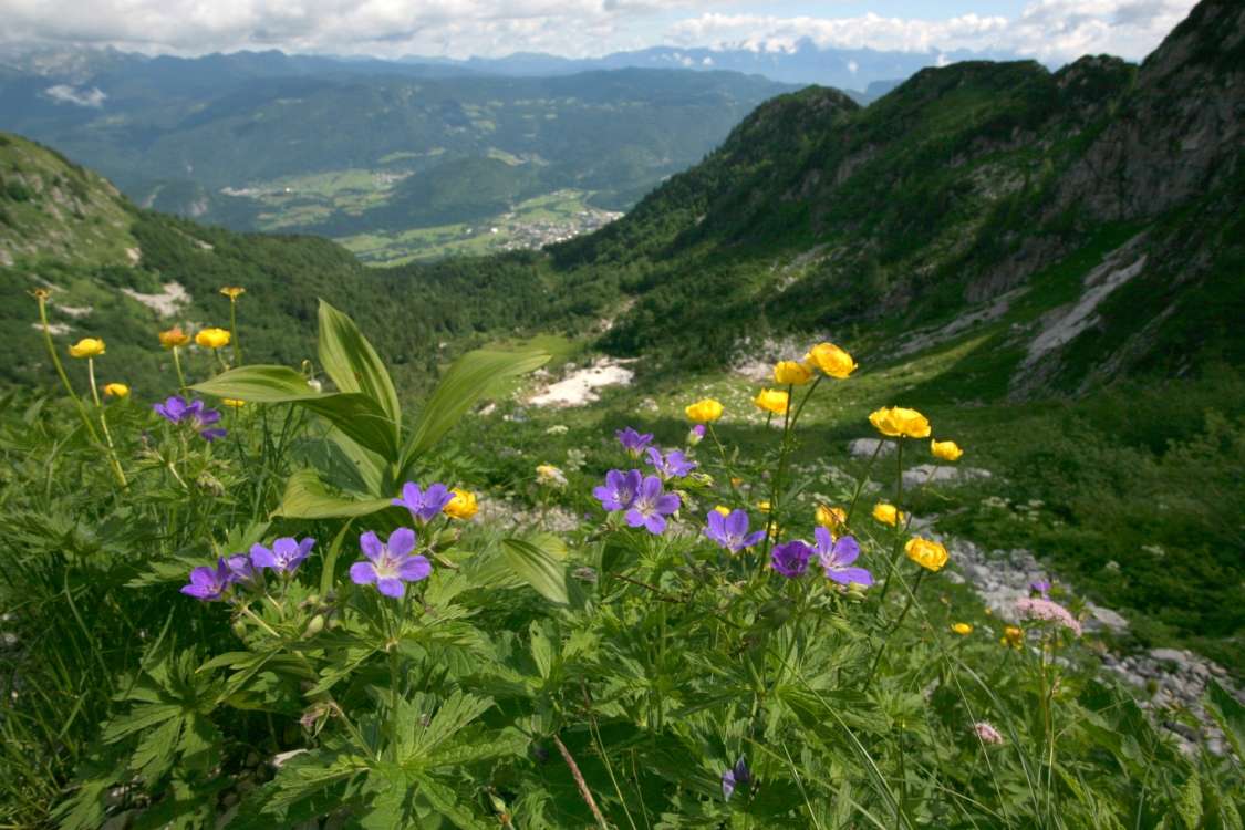 Alpine meadows in the Triglav National Park