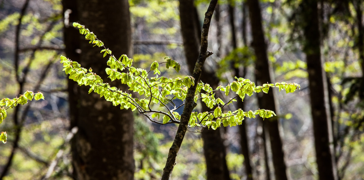 Gozdovi v Triglavskem narodnem parku