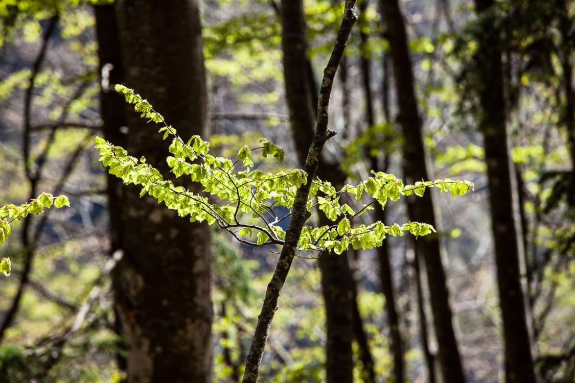 Forests in Triglav National Park