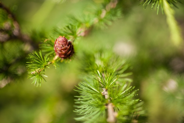 Na fotografiji so pobliže prikazani smrekovi vršički, in storž, ki raste na njeni veji. Ozadje je zamegljeno