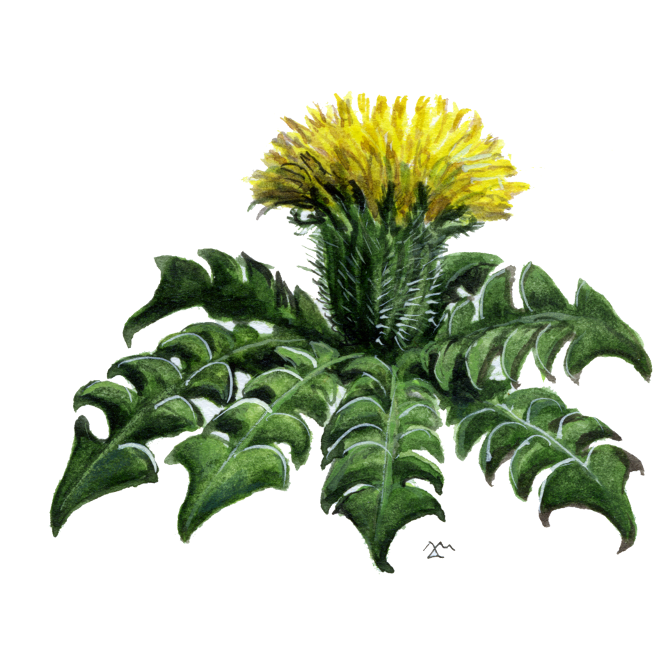 Decorative element