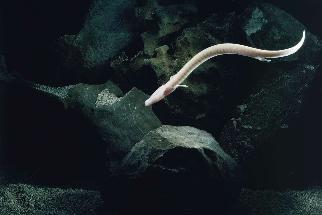 Olm