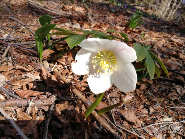 Na fotografiji je črni teloh, ki raste na gozdni podlagi, polni majhnih vejic in odpadlega listja