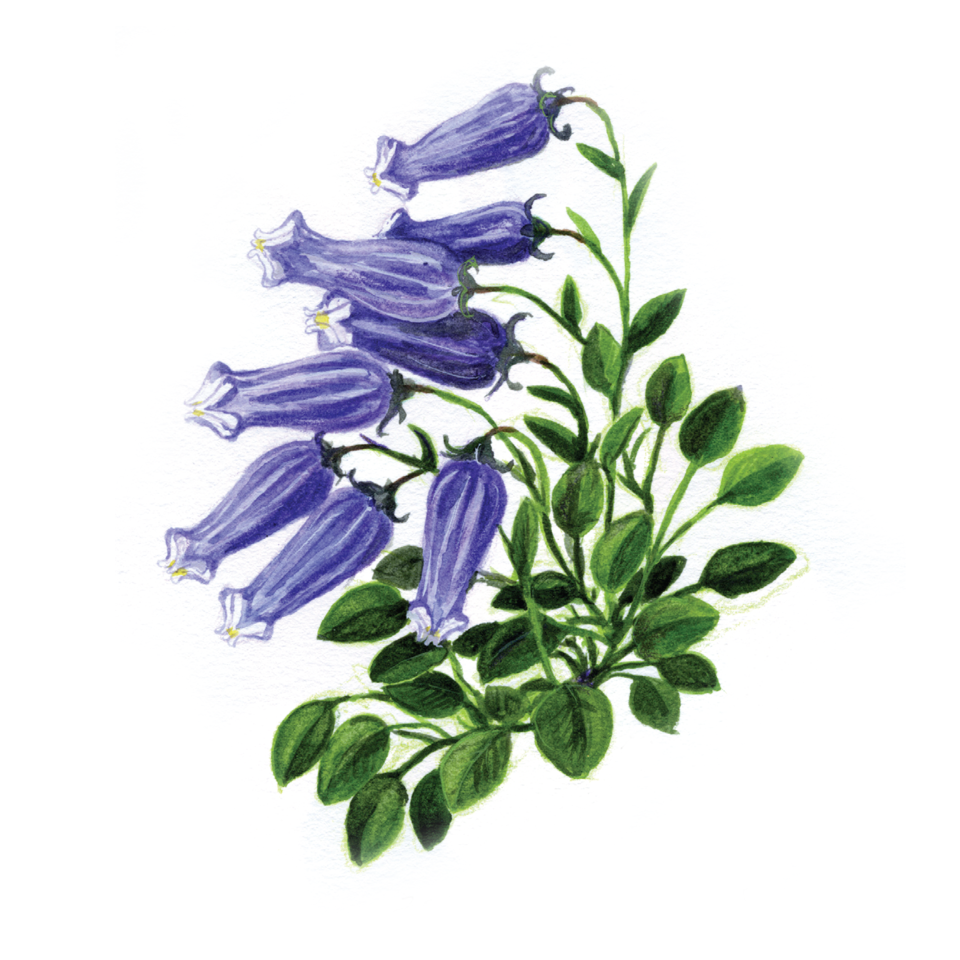 Decorative element