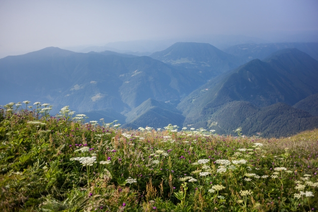 The photograph shows a lush, flowering meadow on a hillside. The dominant flowers are tall ones with tiny, white heads, reminiscent of yarrow, along with smaller pink and purple blooms. The vegetation is tall and stretches across the entire bottom third o