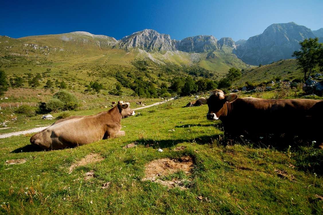 Planine in planšarstvo