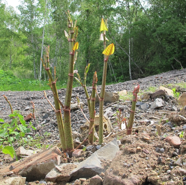 Na fotografiji je bambusu podobna rastlina, ki raste na kamniti podlagi. V ospredju je nekaj večjega kamenja, v ozadju se razprostira gozd.