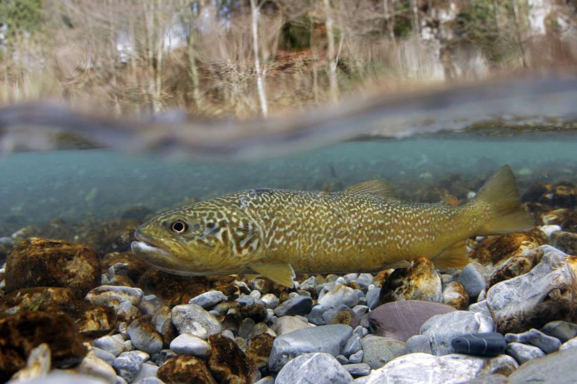 Soča trout