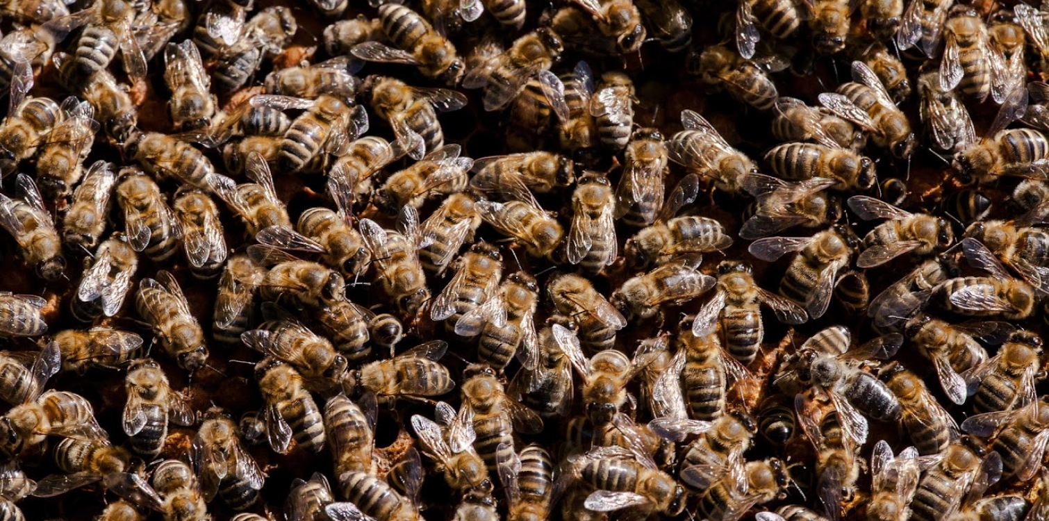 20. maj – svetovni dan čebel